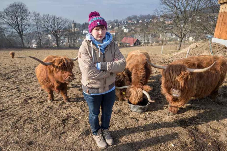 Sindy Franke (28) suchte vergeblich nach einem Gutachter, der klärt, ob ihre Schottischen Hochlandrinder von einem Wolf angegriffen wurden.