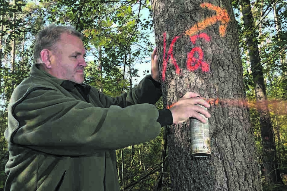 Forstamtsleiter Mario Erdmann (50) markiert bei Wermsdorf geschädigte Bäume.