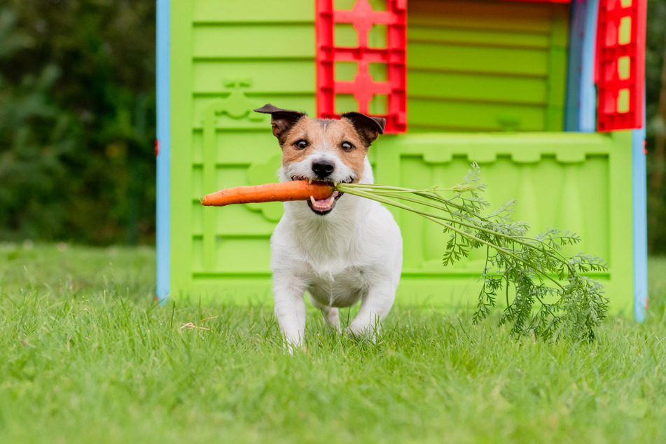 Carrot anyone?