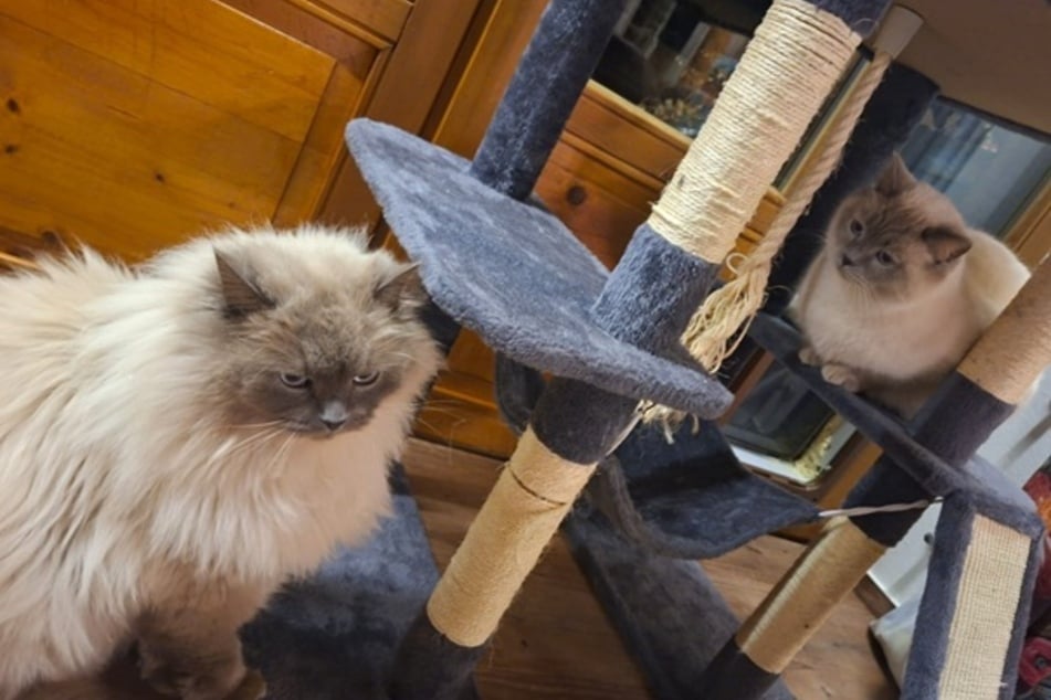 Die Birma-Kater Hubert und Staller sind endlich wieder in Füssen vereint.