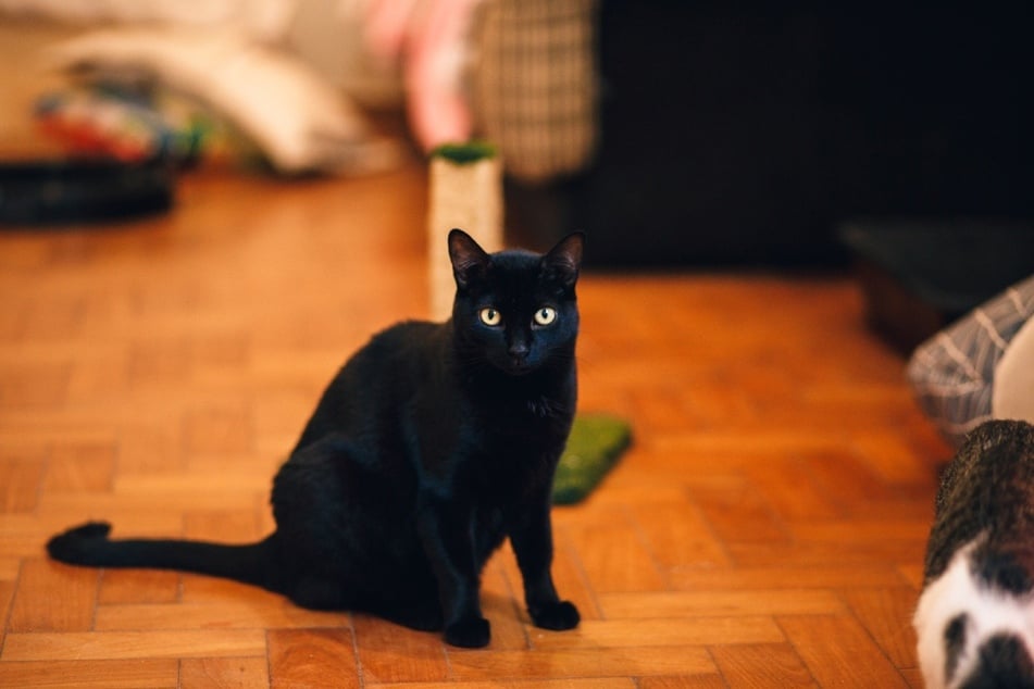 Typisch für die kleinen Bombay-Katzen ist das komplett schwarze Fell.