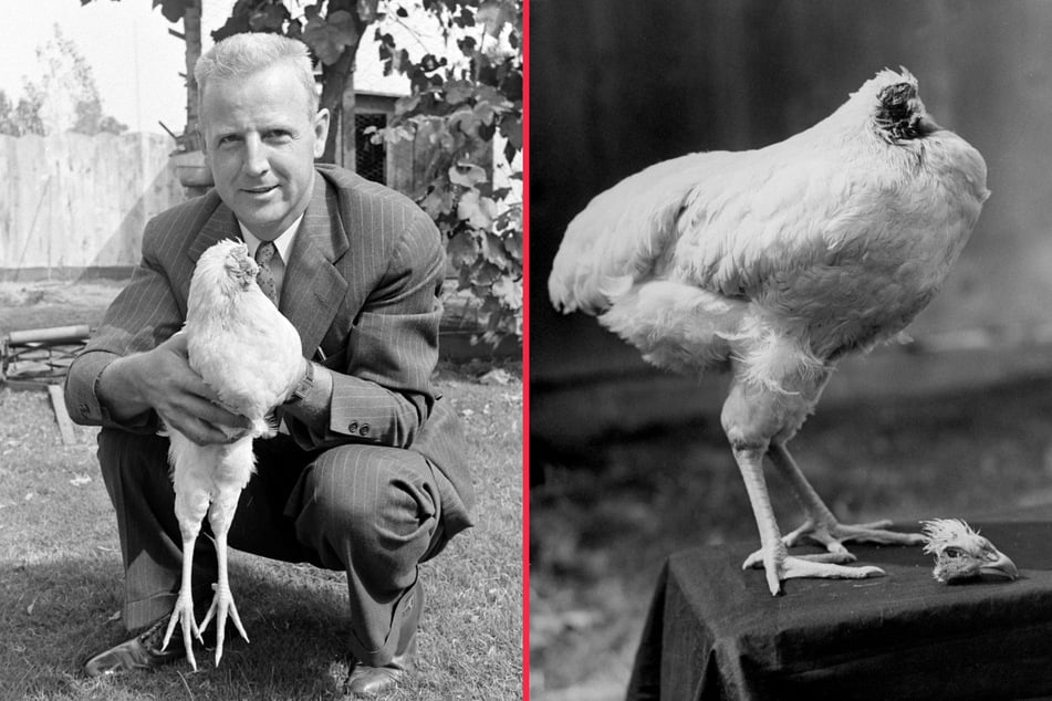The longest-living headless chicken: Meet Mike the headless chicken!