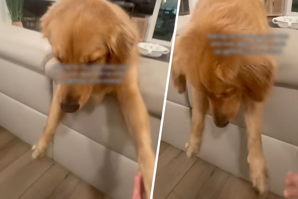Frau will Golden Retriever einen Streich spielen: Was dann passiert, hat sie nicht kommen sehen