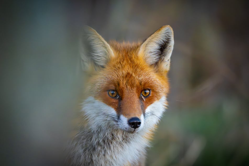 Die Hautkrankheit Fuchsräude wird von Füchsen übertragen. Doch auch Hunde und Katzen können daran erkranken.