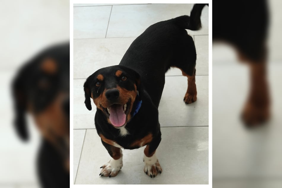 Dodi ist ein überaus freundlicher kleiner Kerl, der sich mit Menschen und anderen Hunden gleichermaßen gut versteht.