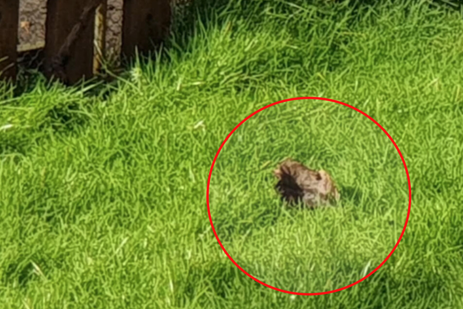 Man worries over injured bird in backyard – hours later he realizes his mistake