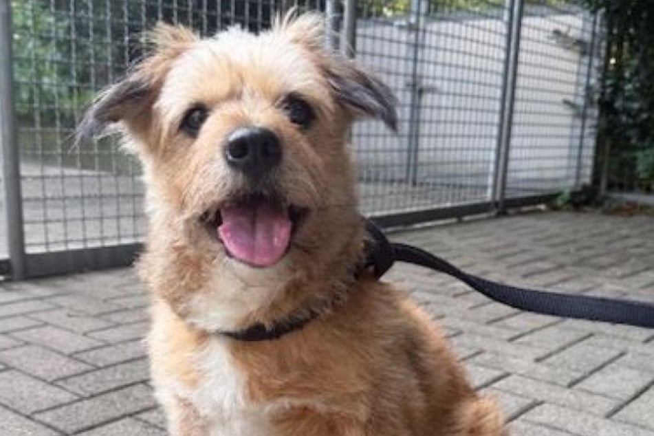 Fibi sucht ein Zuhause bei erfahrenen Hundefreunden, die keine kleinen Kinder haben.