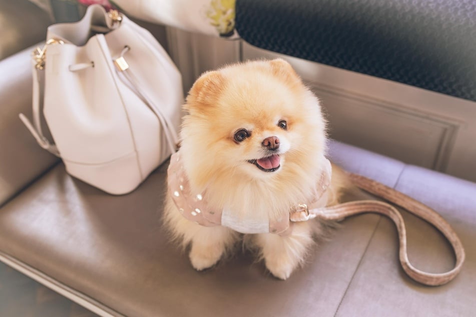 Pomeranians are also among the tiniest dogs in the world (stock image).