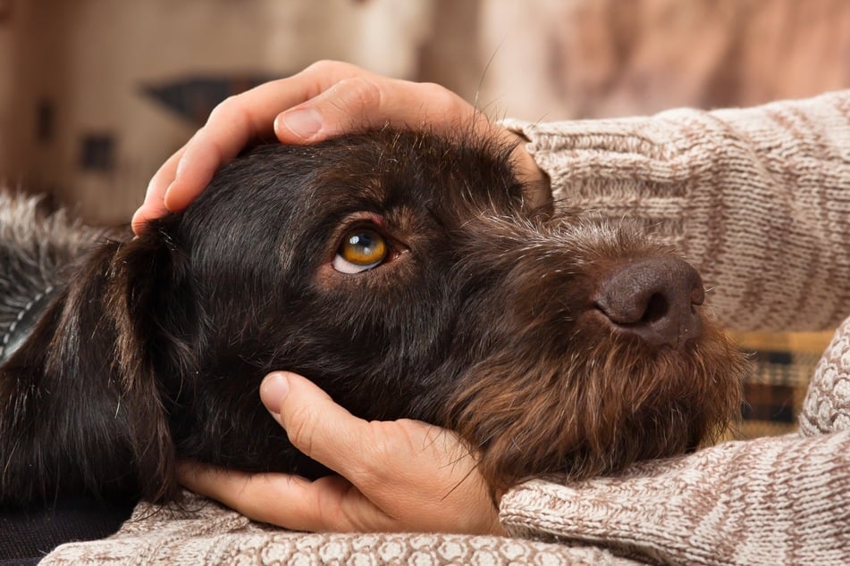 Hundeblicke können und Menschen verzaubern.