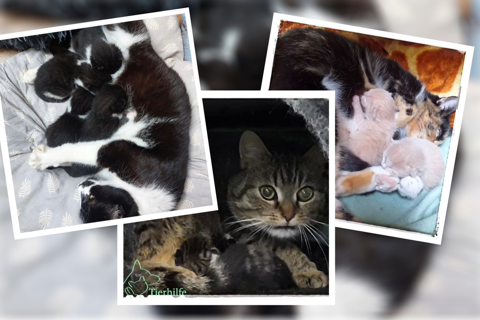 Die meisten Mütter hat bisher die Tierhilfe Torgau mit drei Katzen-Mamas. Aufgrund des großen Nachwuchses würde sich das Tierheim über Unterstützung freuen. (Bildmontage)