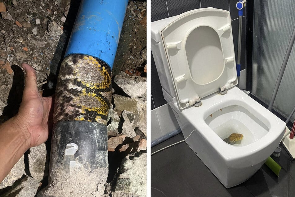 Eine riesige Schlange verstopfte das Rohr dieser Toilette.