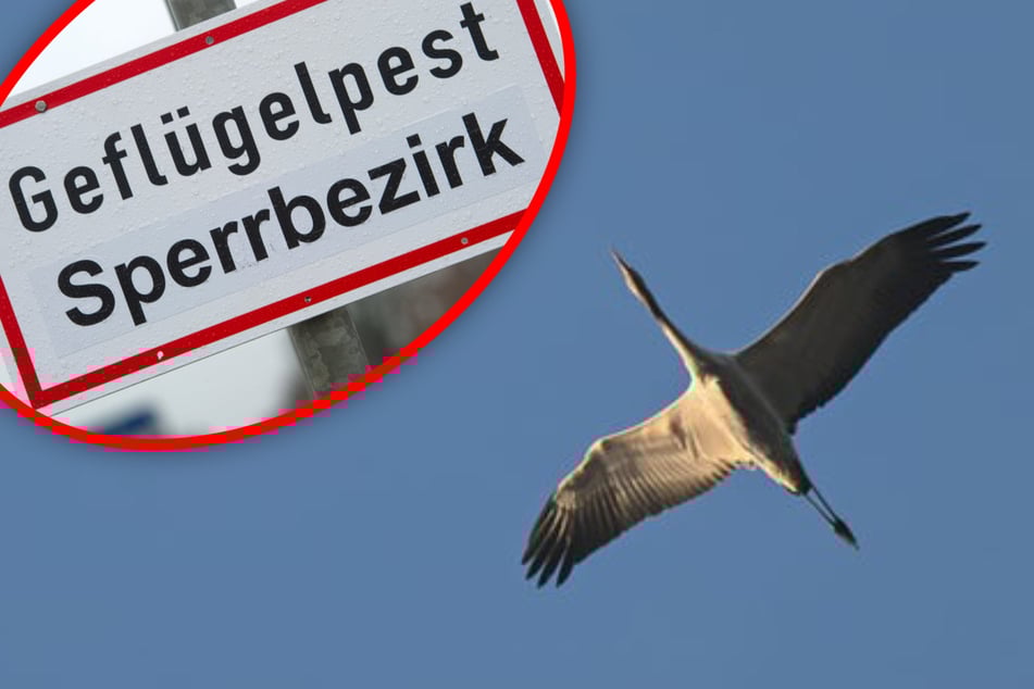 Hunderte Kraniche tot: Vogelgrippe breitet sich weiter aus