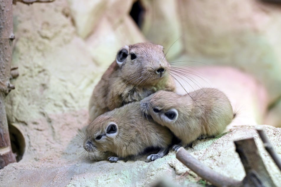 Zwei Wochen sind diese Baby-Gundis (vorne) inzwischen alt. Wie alle Gundis lieben sie Körperkontakt, kuscheln sich gern aneinander.