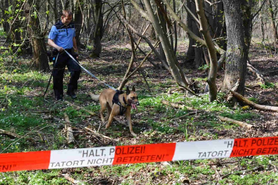 Mit einem Leichenspürhund sucht ein Polizeibeamter in einem Waldgebiet bei Brieselang nach Spuren der vermissten Georgine Krüger.