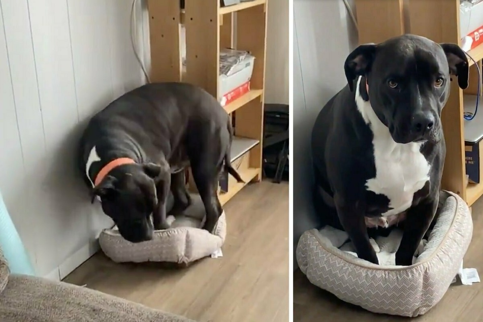 Pouting pooch gets kicked out of his own bed by a furry frenemy