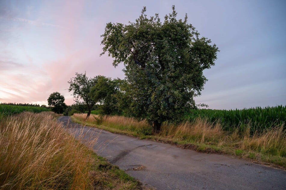 Das Fahrzeug prallte auf der engen Straße gegen einen Baum.