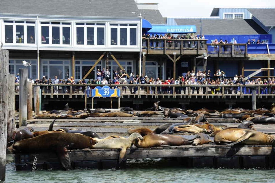 Das Pier 39 in San Francisco ist ein beliebter Touristen-Hotspot.