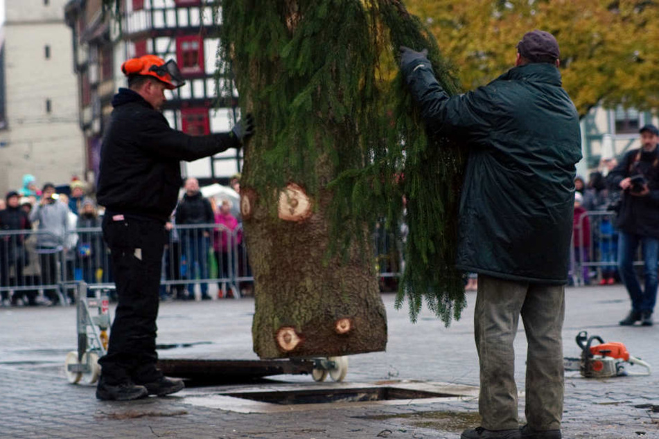 3,10 Meter ist der Baum breit und wurde am Samstag noch ein wenig in Form gebracht.