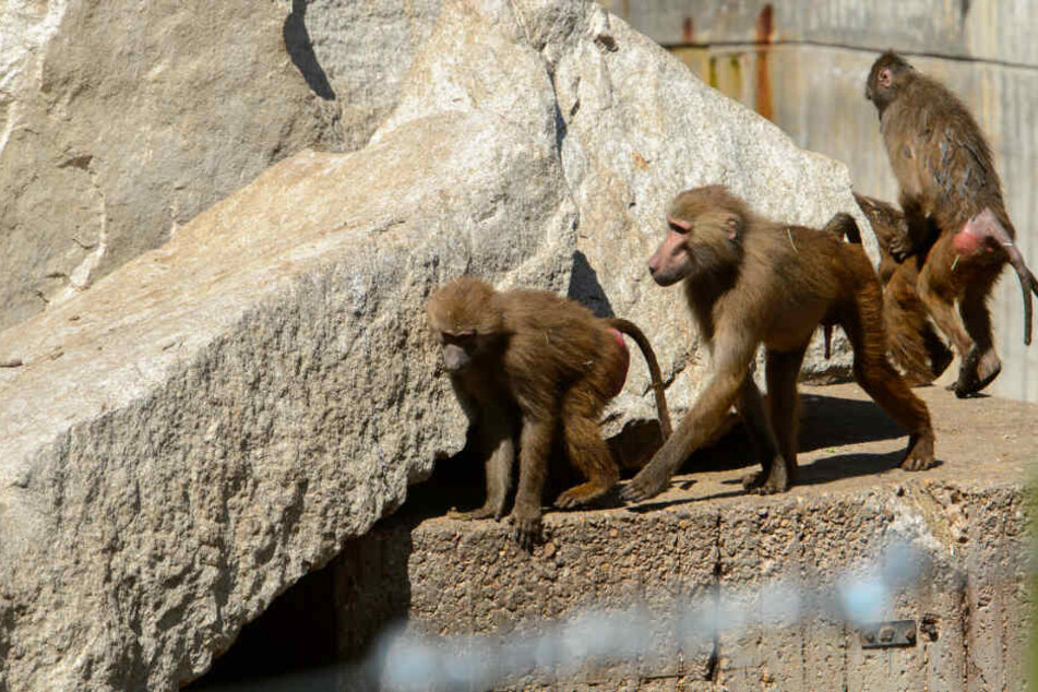 Die drei Paviane gönnten sich einen entspannten Spaziergang durch die Großstadt. (Symbolbild)