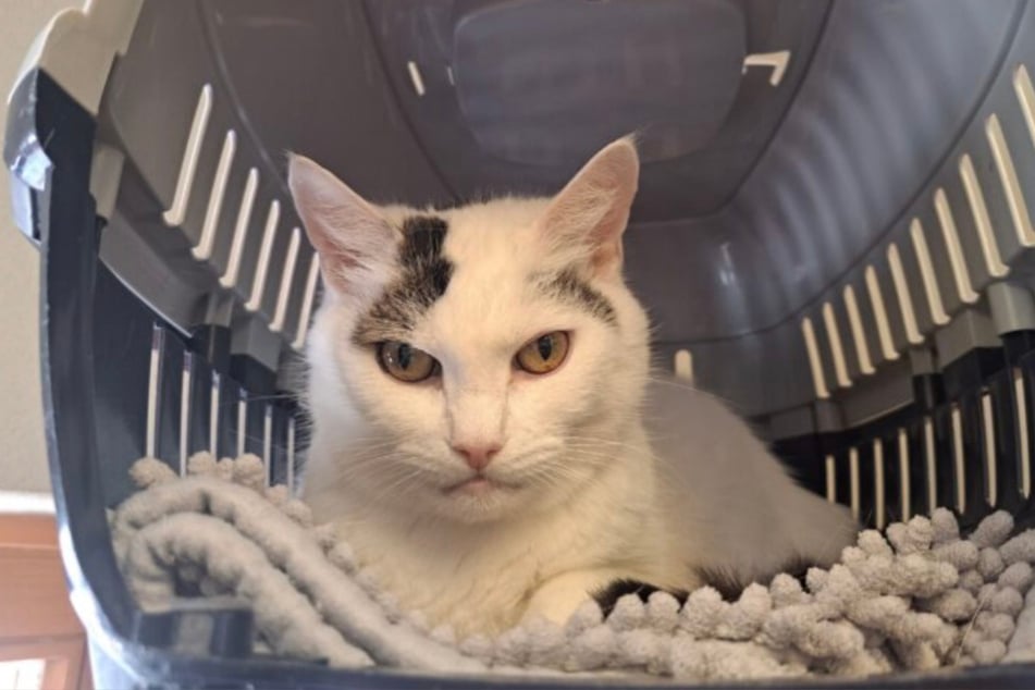 Terry je i přes svůj přísný pohled plachá kočičí dáma.