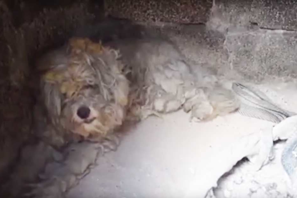 Der Hund war deutlich gezeichnet, aber am Leben.