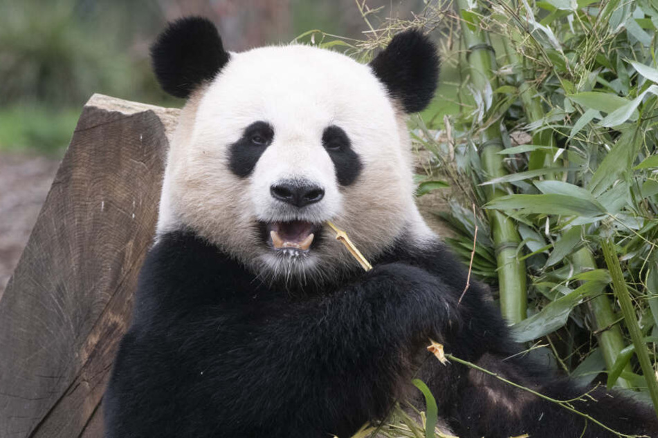 Der Zoo Berlin hält die einzigen Riesenpandas in Deutschland.