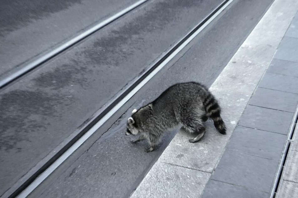 Betrunken war der Waschbär auch über die Schienen der Straßenbahn getorkelt.