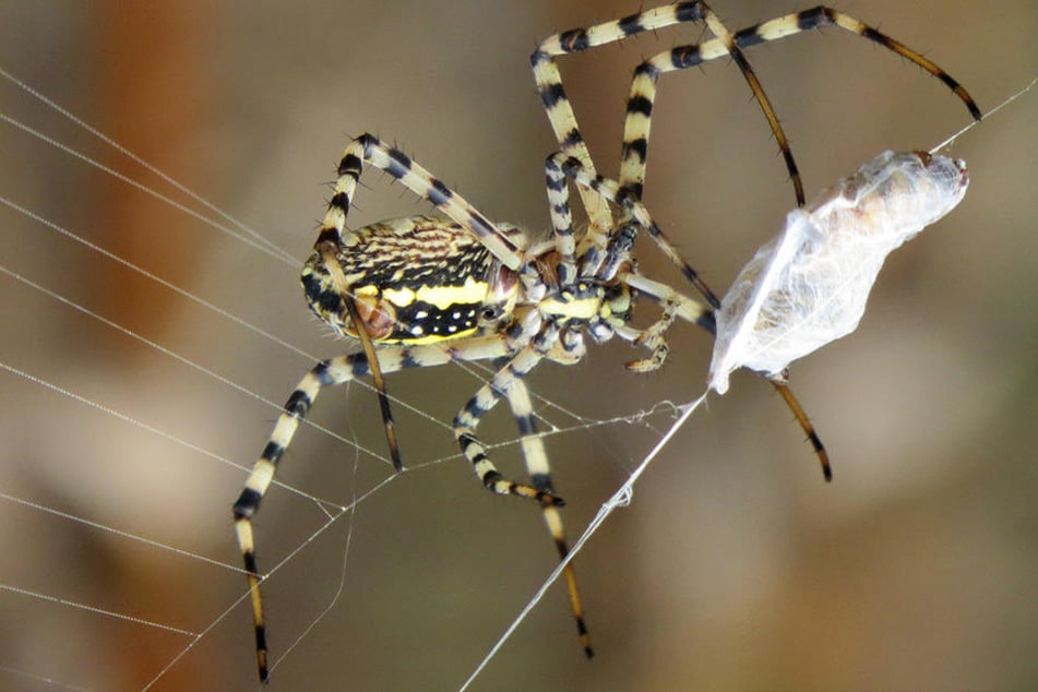 Alle Spinnen auf der Welt fressen im Jahr zusammen zwischen 400 und 800 Millionen Tonnen Insekten und andere Kleinsttiere.