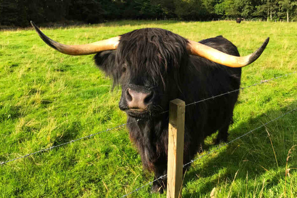 Solch ein schottischer Highland Cattle-Bulle wird vermisst (Symbolbild).