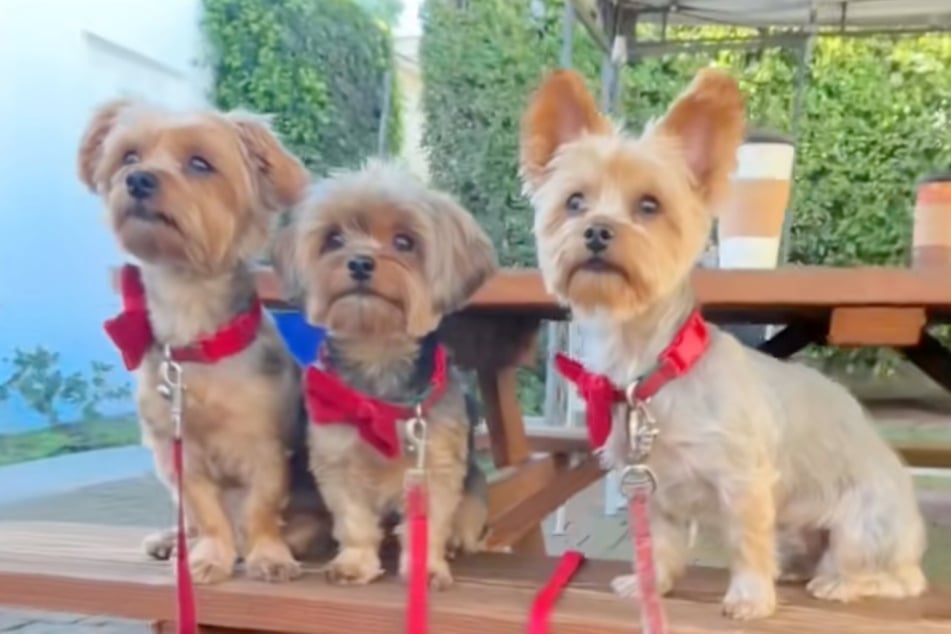 Sohn Bruce (l.), Papa James (M.) und Mama Chloe sind eine Bilderbuch-Hundefamilie.