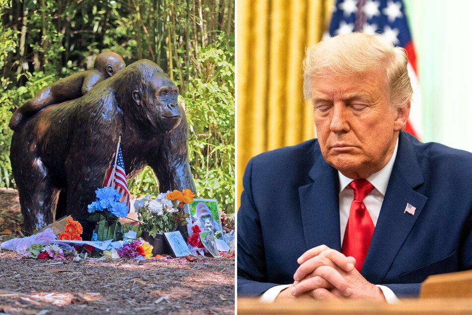 On Thursday, President Donald Trump's White House published a bizarre social media post to honor the 10th anniversary of the death of Harambe the gorilla.