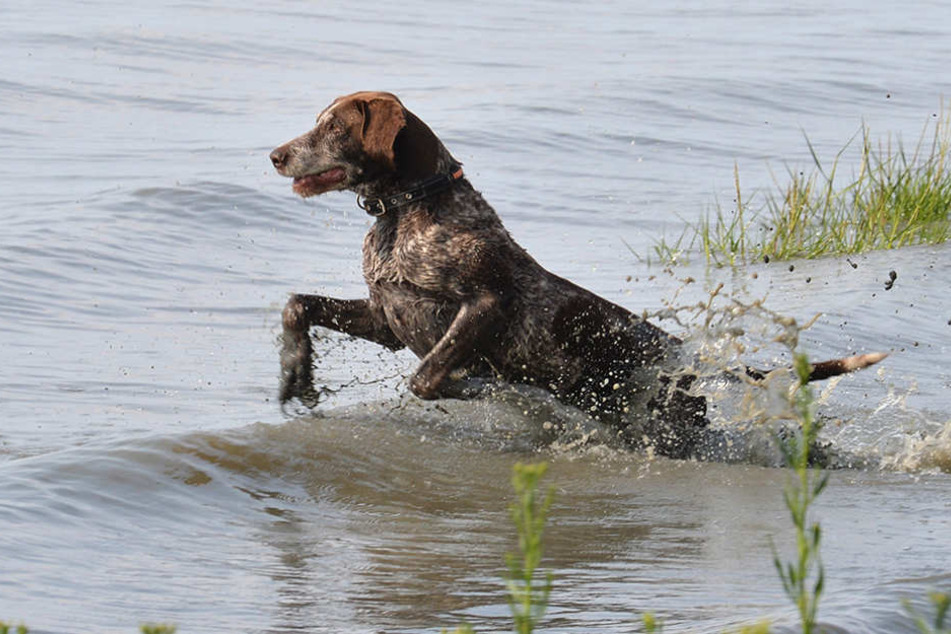 Hunde dürfen nun auch außerhalb der Saison an zwei Berliner Badestellen. (Symbolbild)