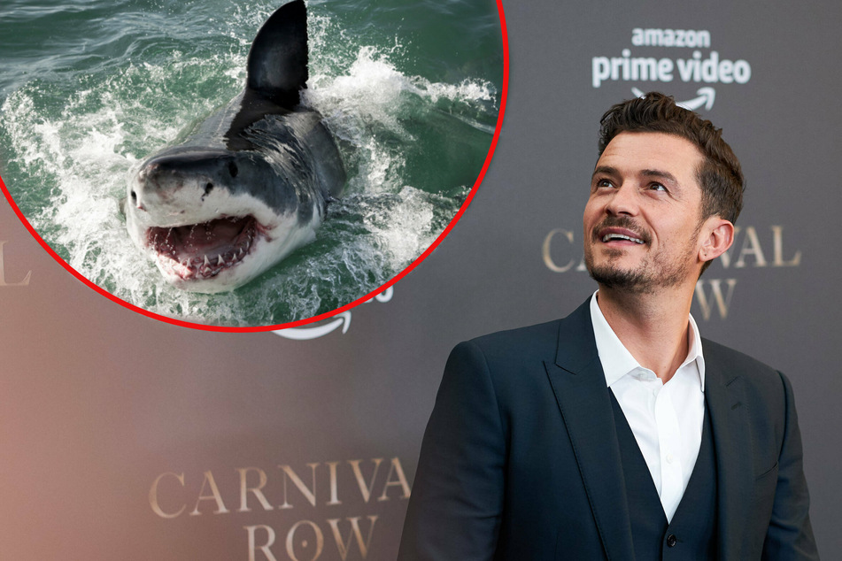 Orlando Bloom had a close encounter with one of the world's most dangerous animals.