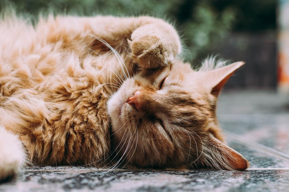 Katzen schwitzen an den Pfoten, um ihr Revier zu markieren.