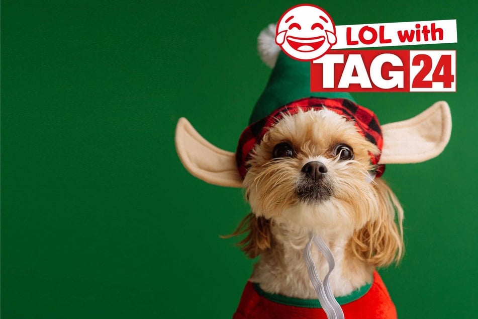 Joke of the Day for December 22, 2025: A doggy Christmas funny