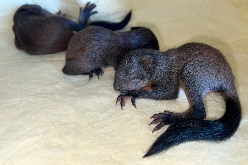 Diese drei Eichhörnchenbabys konnten in München gerettet werden.