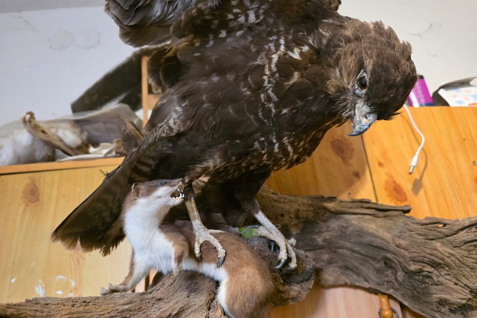 Auch Lebensraumdarstellungen (Dioramen) gehören zum Repertoire eines Präparators.