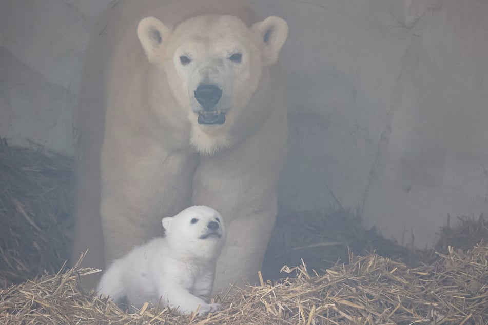 Mutter Nuka zeigt Zähne und erinnert so daran, dass es sich bei Eisbären um Raubtiere handelt.