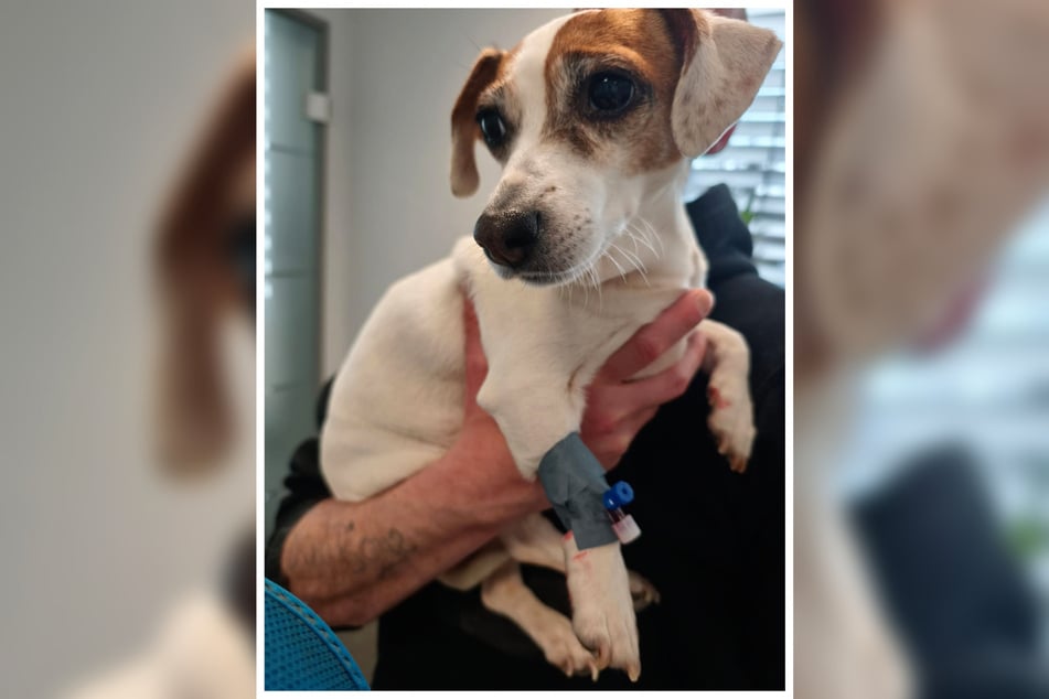 Mimo transfuzji krwi stan małej Stelli nie uległ zauważalnej poprawie.