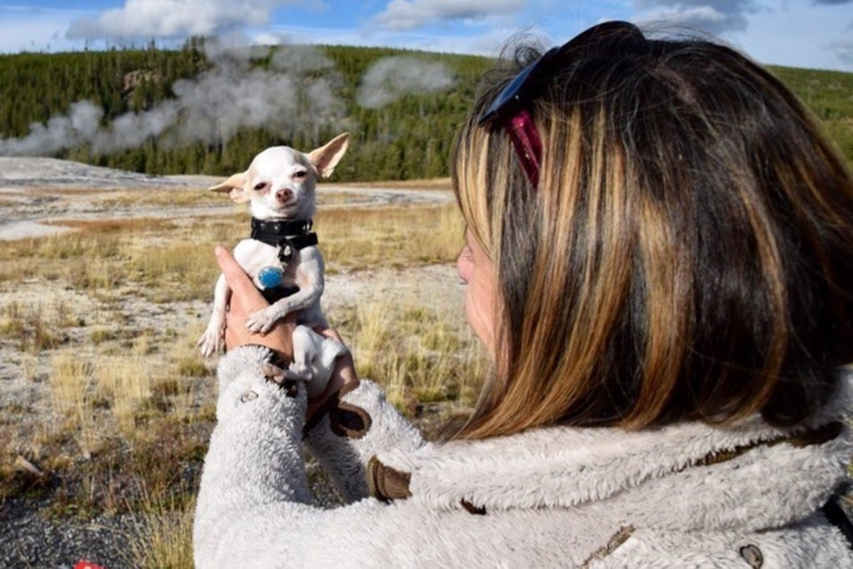 Gizmo the tiny Chihuahua and her owner Kelly Beasley live in a van and travel all over the US.