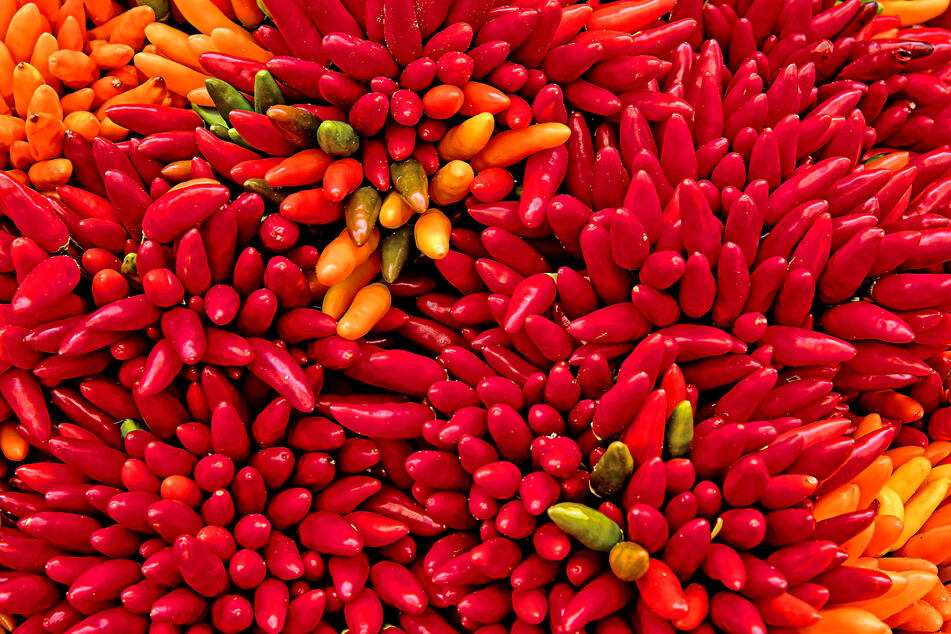 There are a huge variety of chilies in the world.