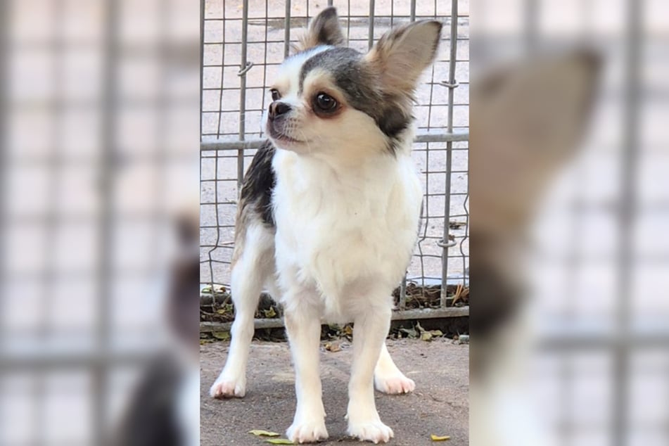 Im Frankfurter Tierheim sitzend, wartet Simba darauf, ein liebevolles neues Zuhause zu finden, in dem er sich zukünftig wohlfühlen kann.