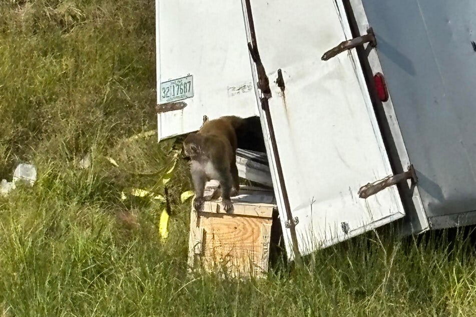 Nachdem der Transporter umgekippt war, konnten die Affen die Flucht ergreifen.