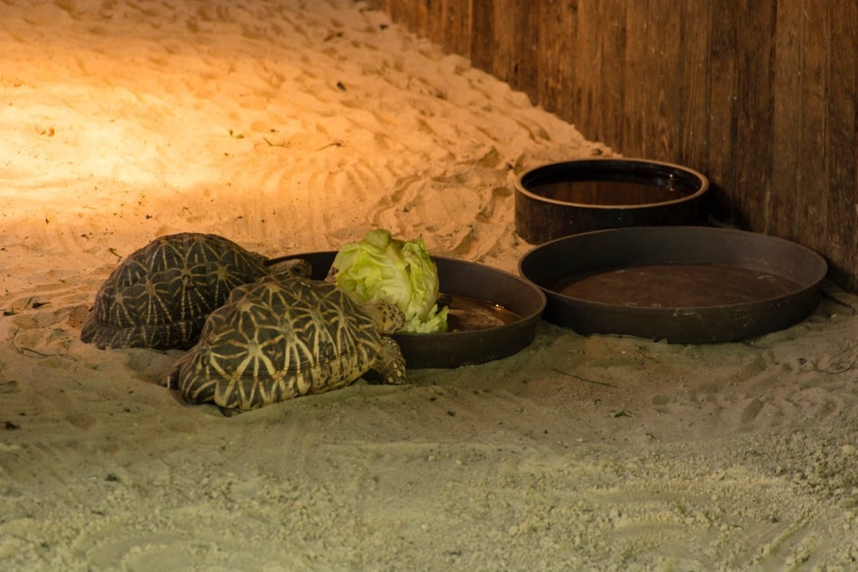 Neuzugänge müssen vorerst getrennt von den anderen Schildkröten leben.