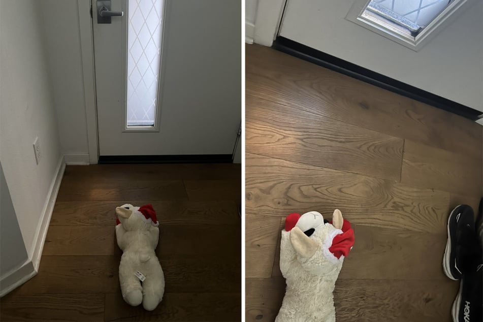 Every day, Lambchop waits for Niko the husky to come home!