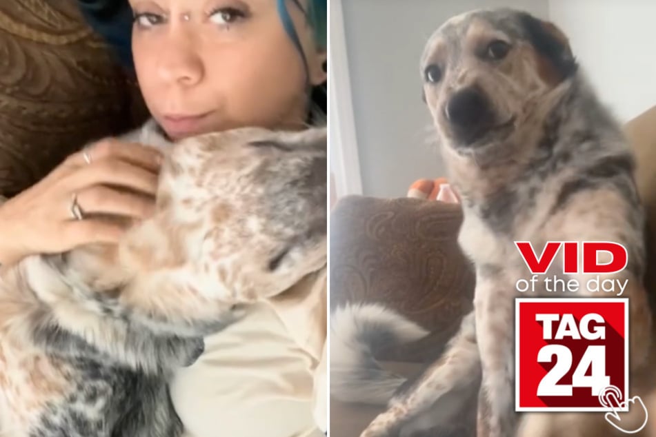 Today's Viral Video of the Day features a dog who wanted nothing more than love and hugs from his human mama.