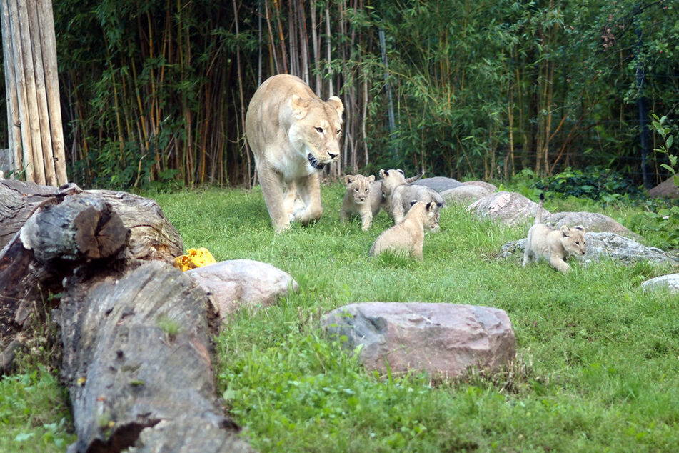 Zoobesucher aufgepasst: Leipziger Löwen-Babys erkunden schon die Außenanlage!