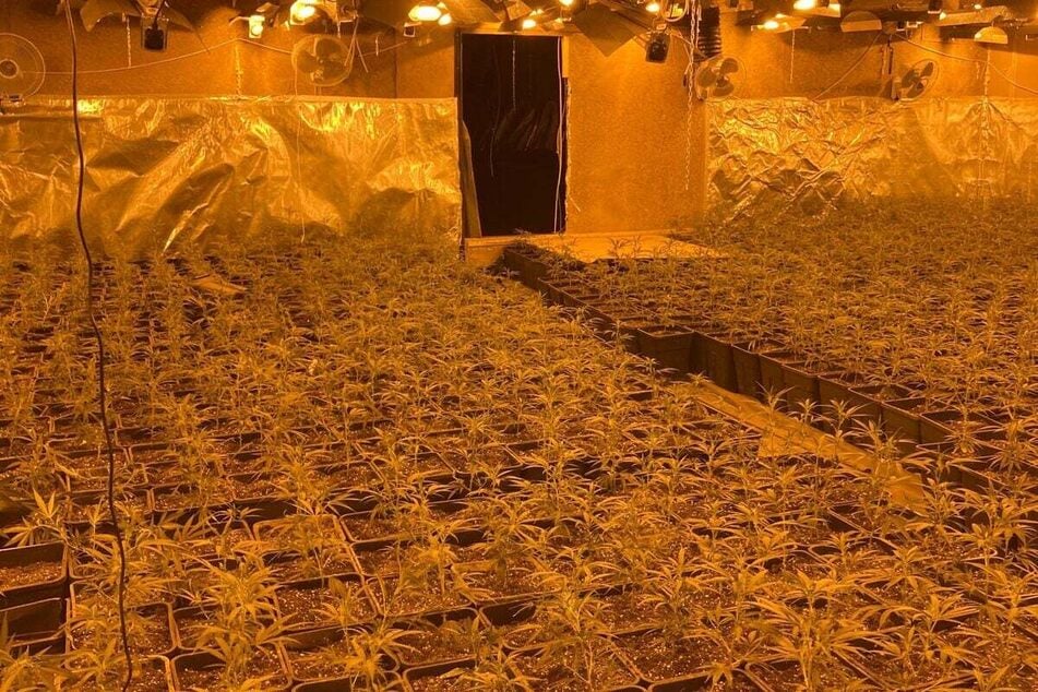 Bei dem Großeinsatz wurden gleich mehrere Cannabis-Großplantagen entdeckt.