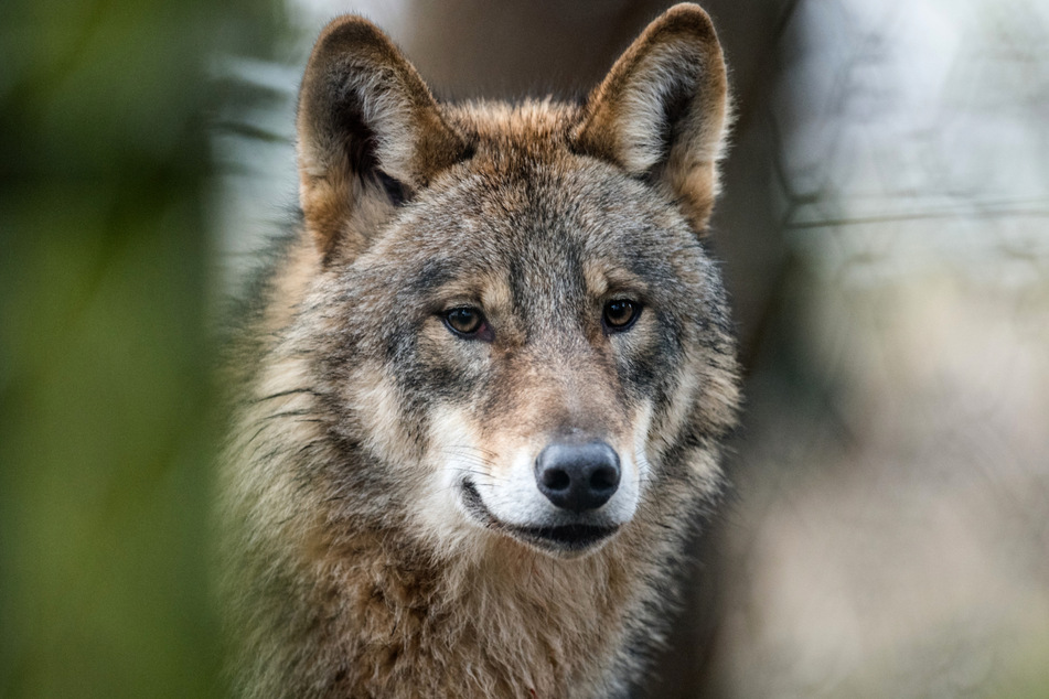 Der Wolf hat sich im Nordschwarzwald niedergelassen. (Symbolbild)