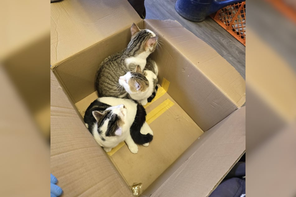 V žádné části krabic nebyly vyříznuty větrací otvory, takže se alespoň pasivně akceptovalo udušení koček.